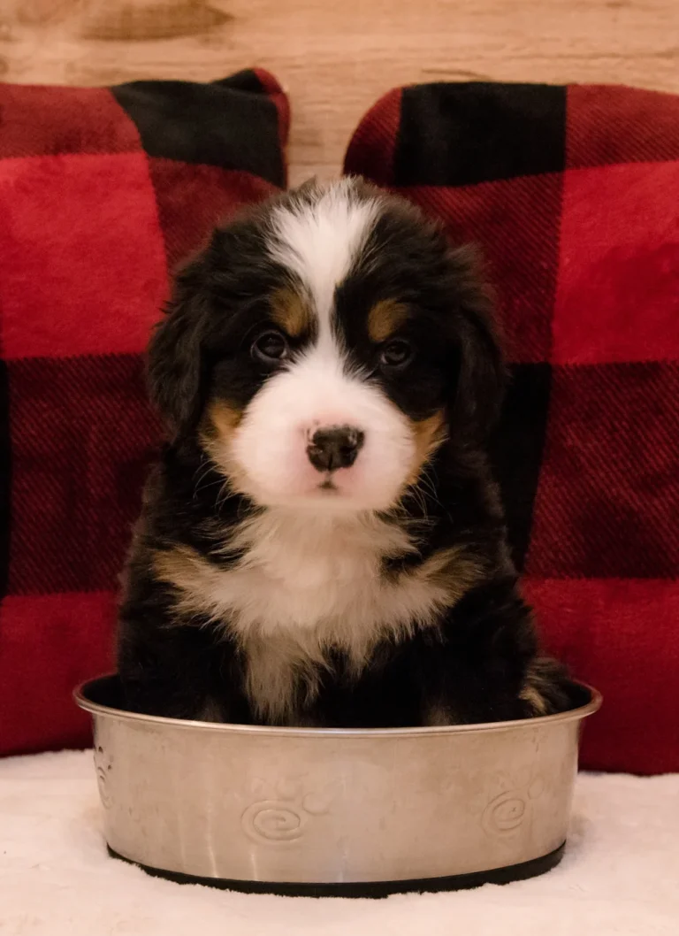 CKC Bernese Mountain Dog Puppies
