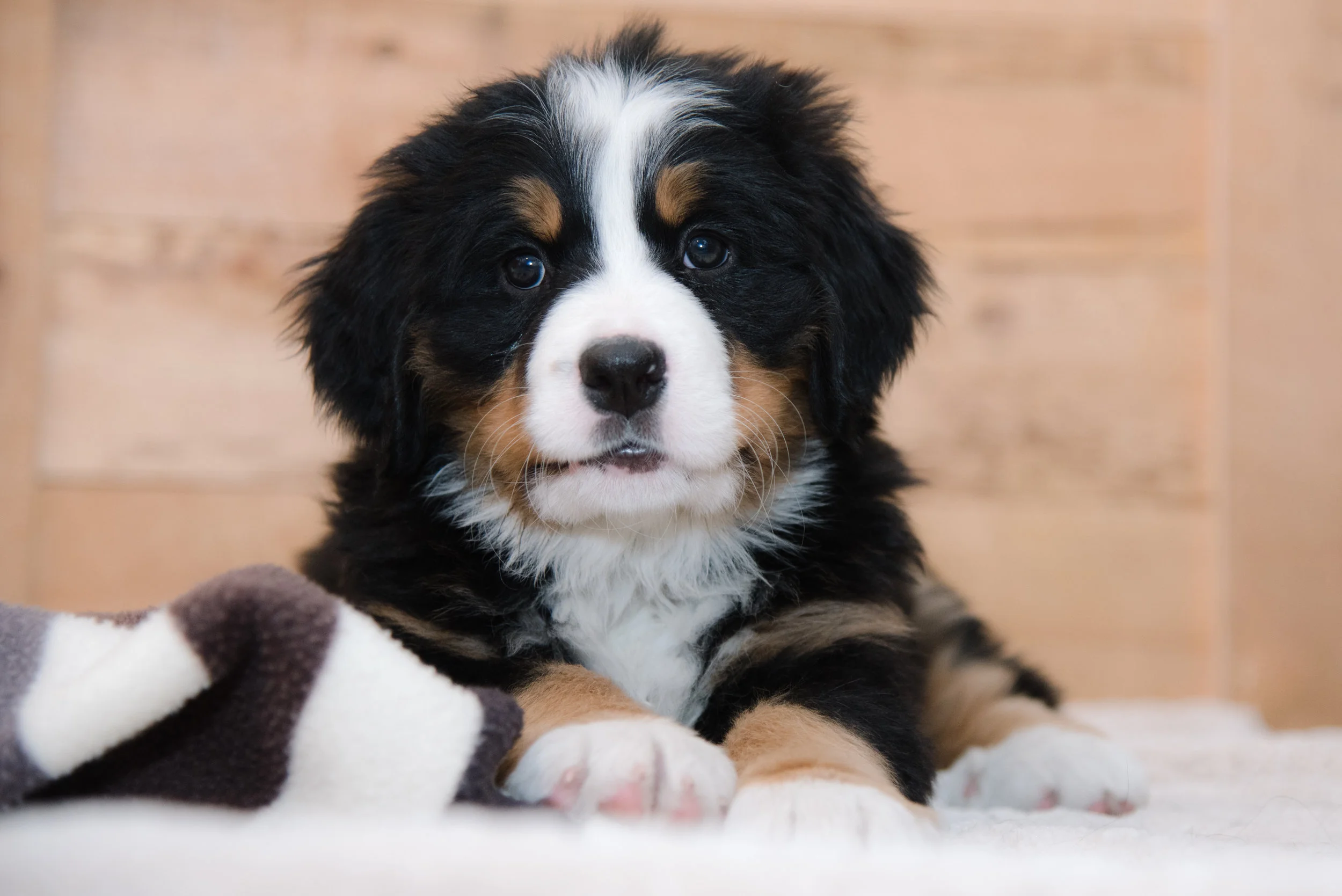 bernese mountain dog Puppy