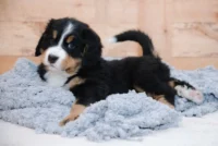 bernese mountain dog Puppy