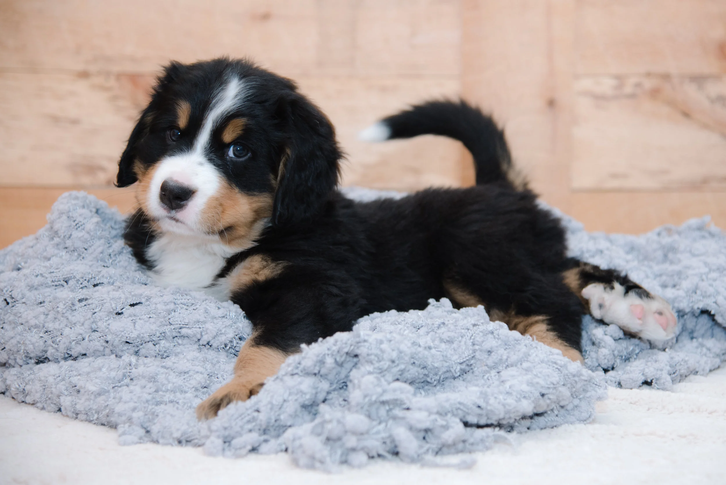 bernese mountain dog Puppy