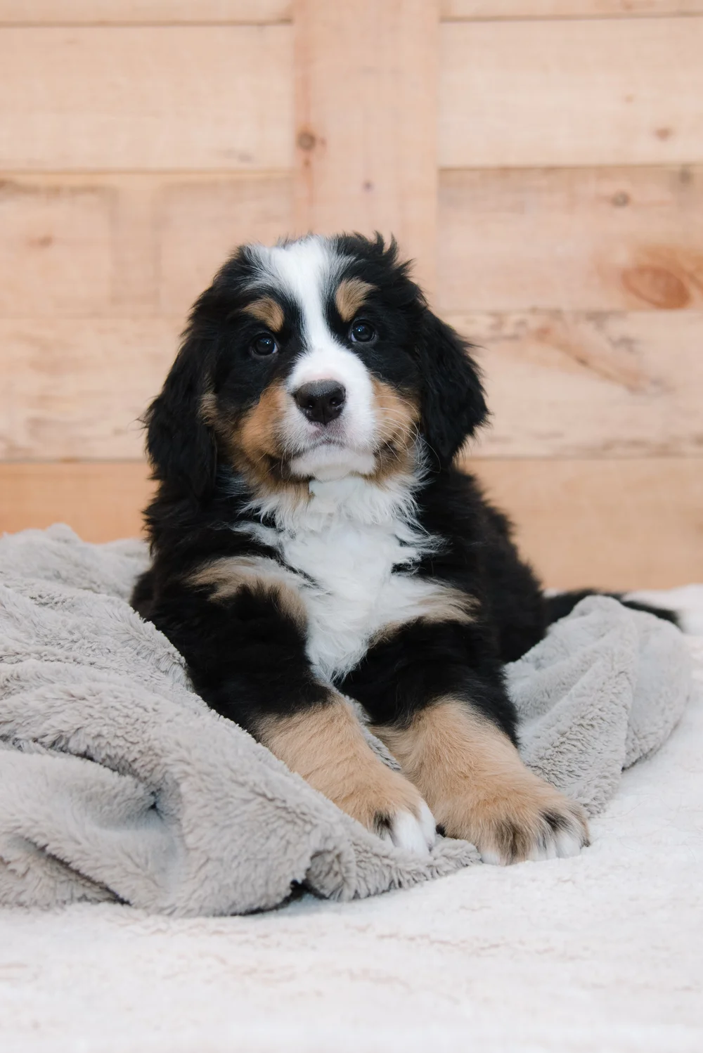 bernese mountain dog Puppy