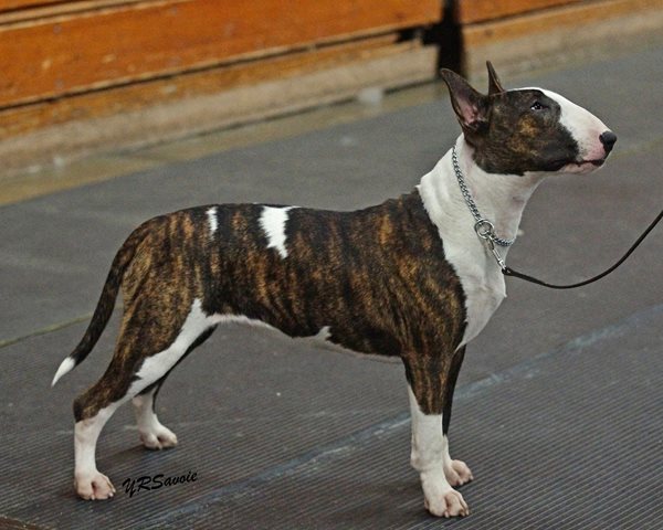 Rozehaven Bull Terriers