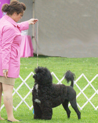 Portuguese Water Dog
