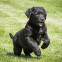Avatar of Stonemeadow Labradors
