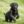 Avatar of Stonemeadow Labradors