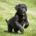 Stonemeadow Labradors
