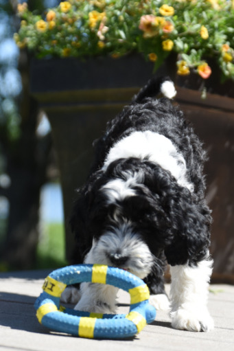 Portuguese Water Dog