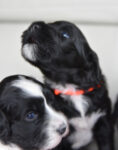 Portuguese Water Dogs