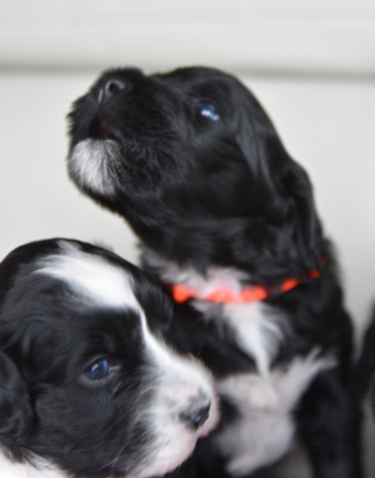 CKC Portuguese Water Dog Puppies