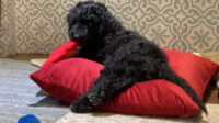 Portuguese Water Dogs