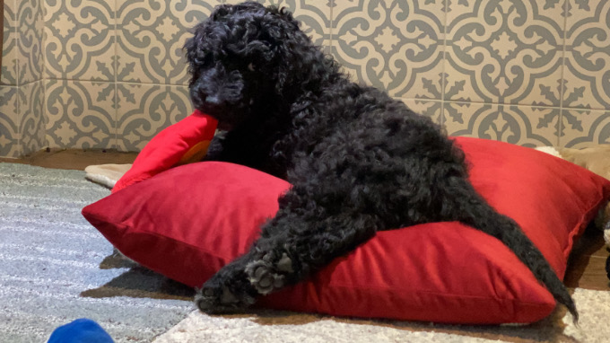 Portuguese Water Dogs
