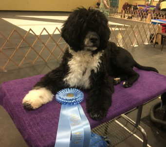 Portuguese Water Dogs