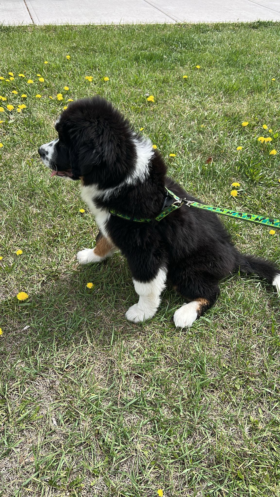 Australian Shepherd & Bernese Mountain Dog mix Puppy