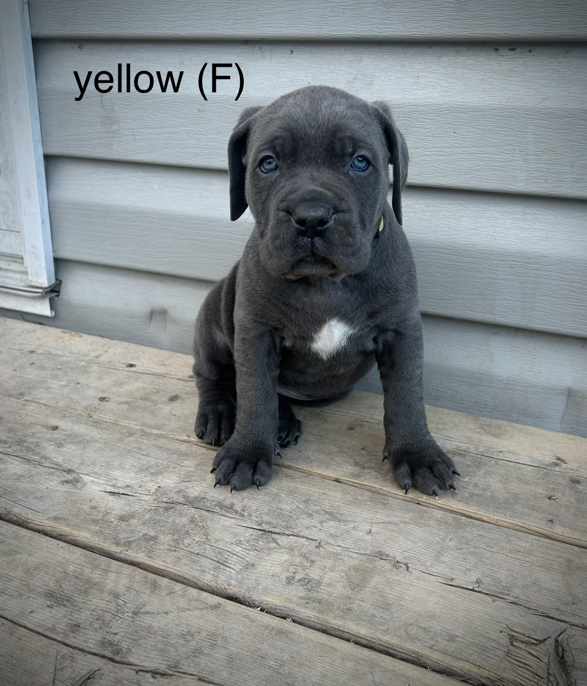 Puppies for sale