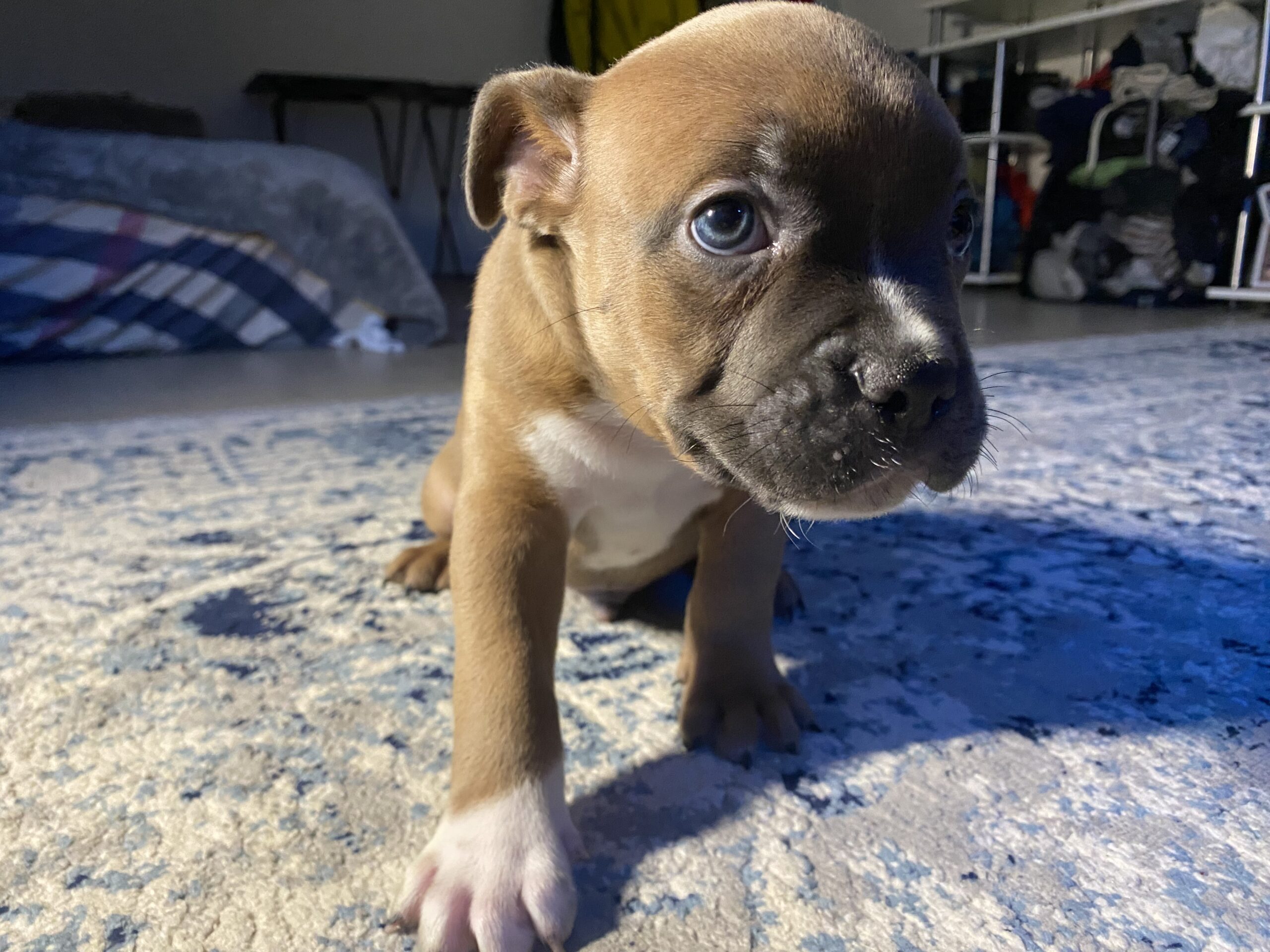 Pocket American bully x pitbull terrier Puppy
