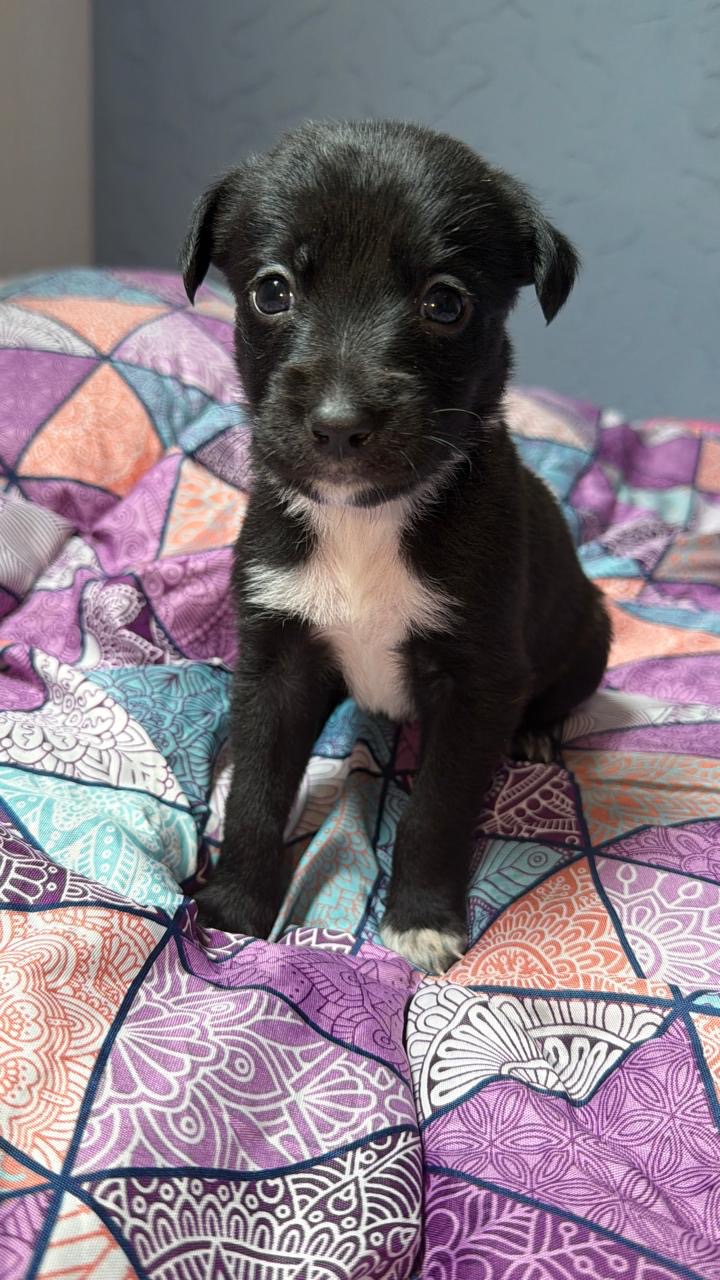 Xoloitzcuintle Puppy