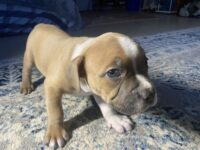 Pocket American bully x pitbull terrier Puppy