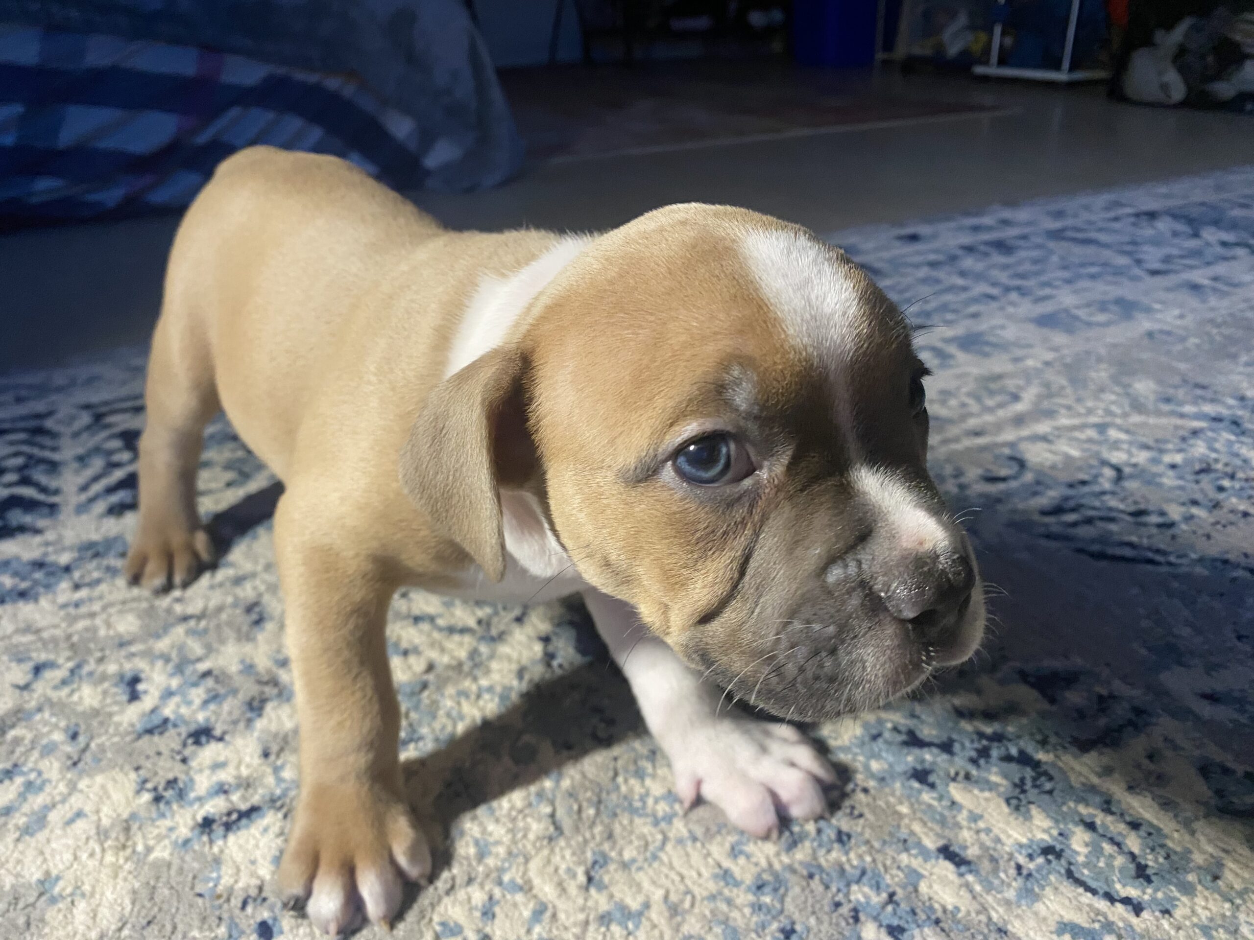 Pocket American bully x pitbull terrier Puppy