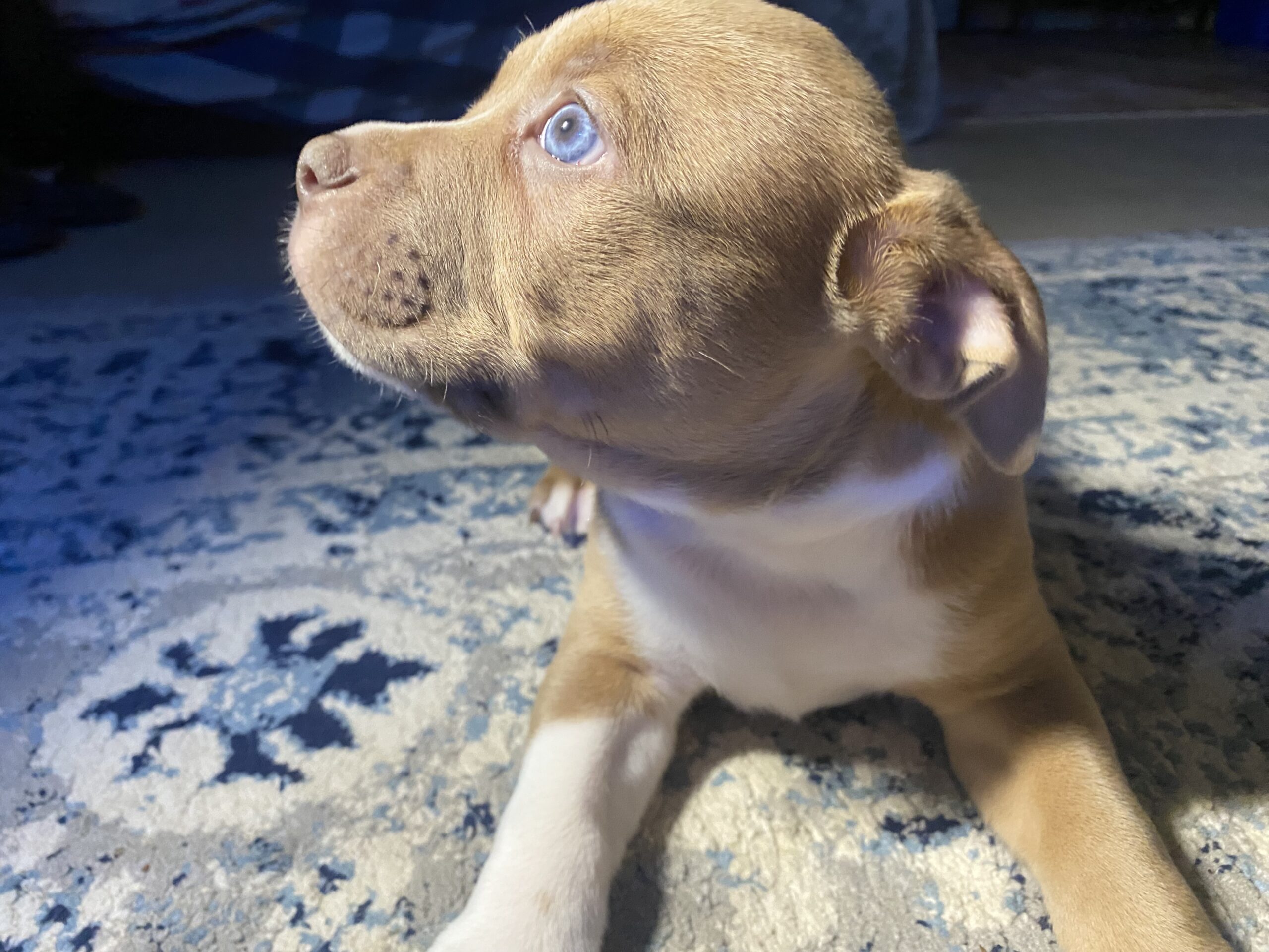 Pocket American bully x pitbull terrier Puppy
