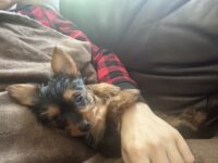 Puppies for sale