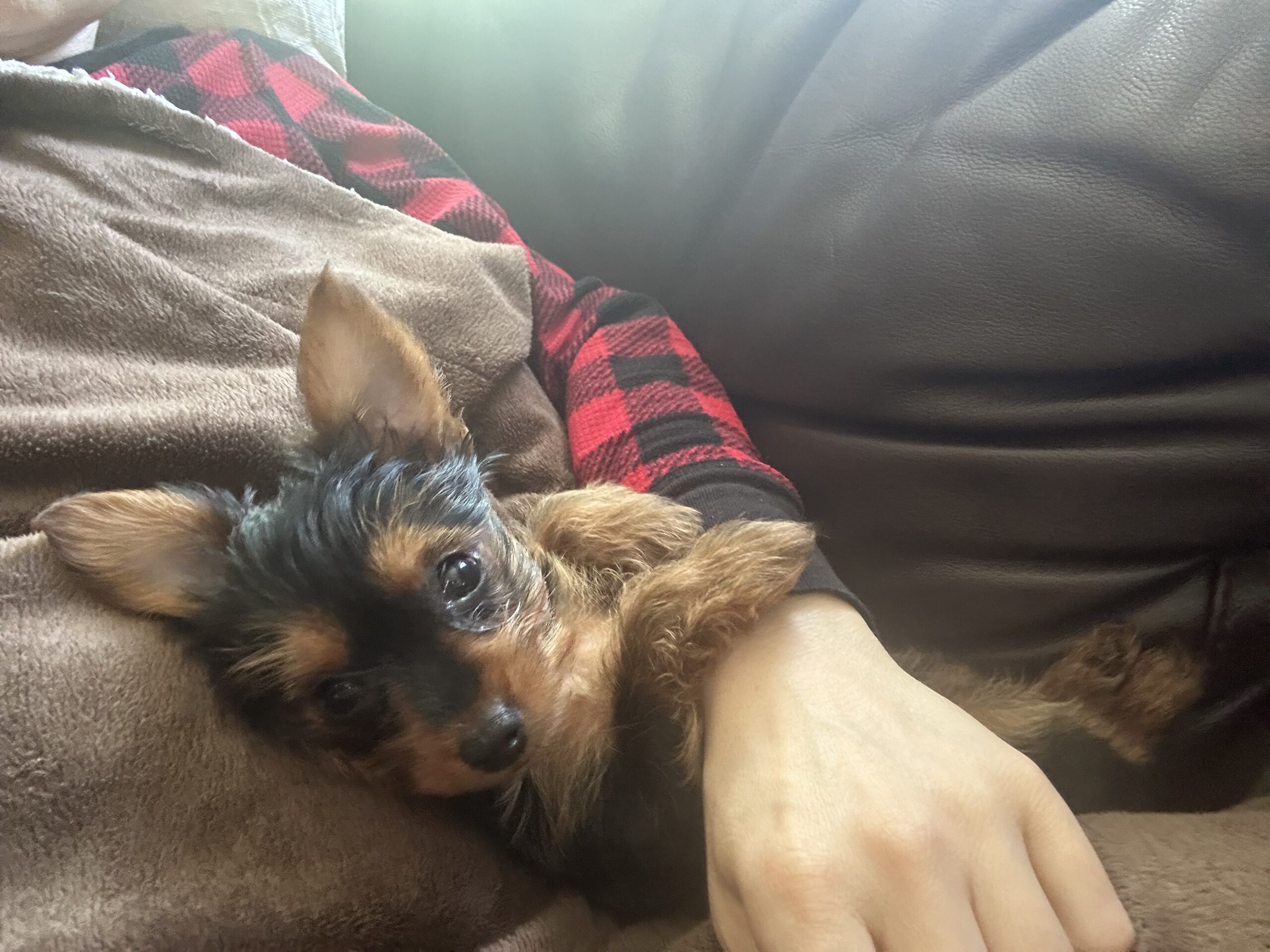 Puppies for sale