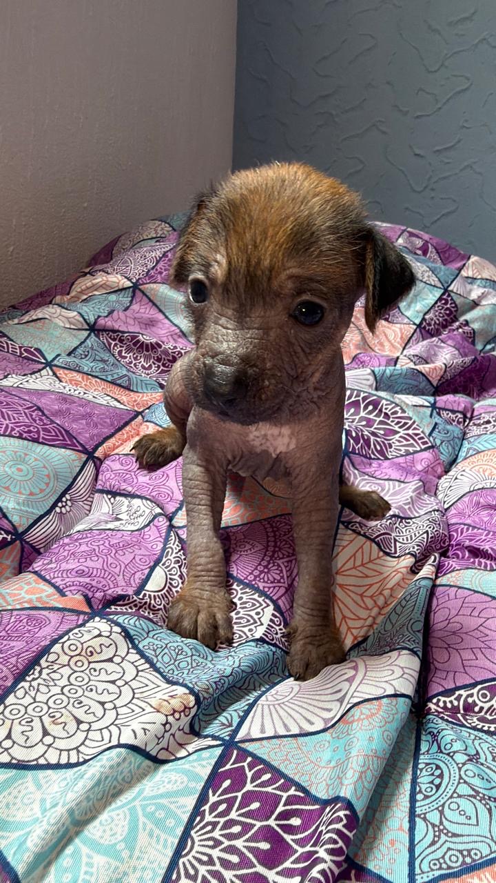 Xoloitzcuintle Puppy