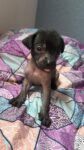 Xoloitzcuintle Puppy