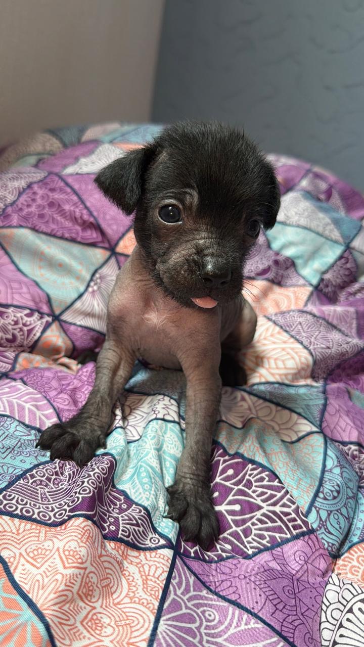 Xoloitzcuintle Puppy