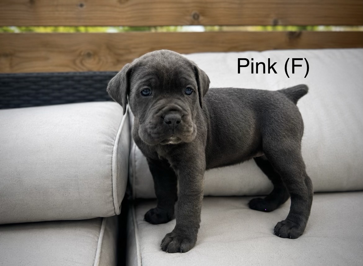 Puppies for sale