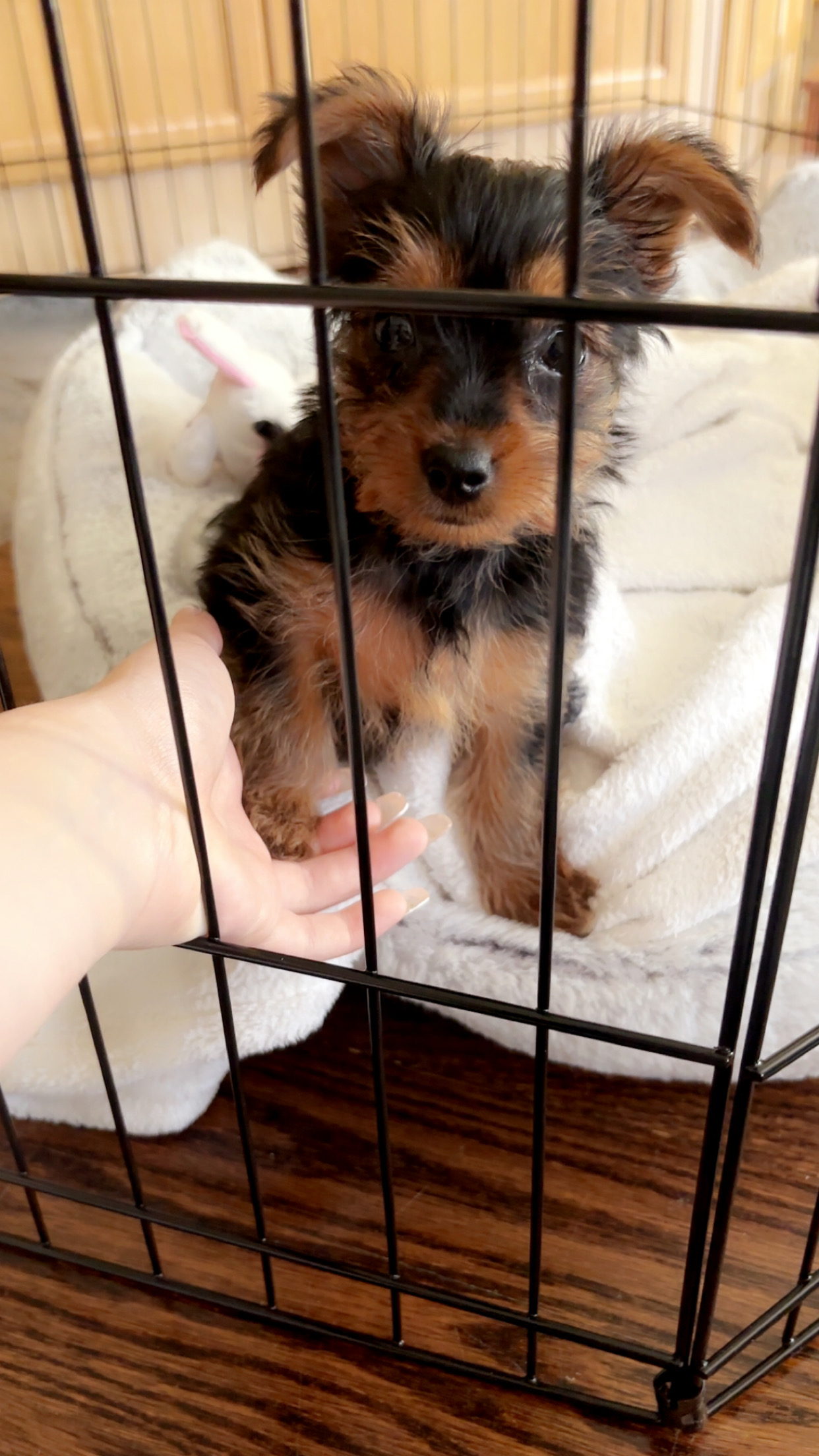 Puppies for sale