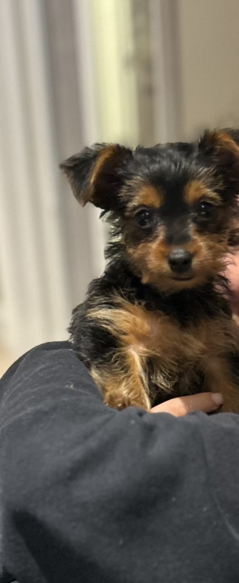 Yorkshire Terrier female