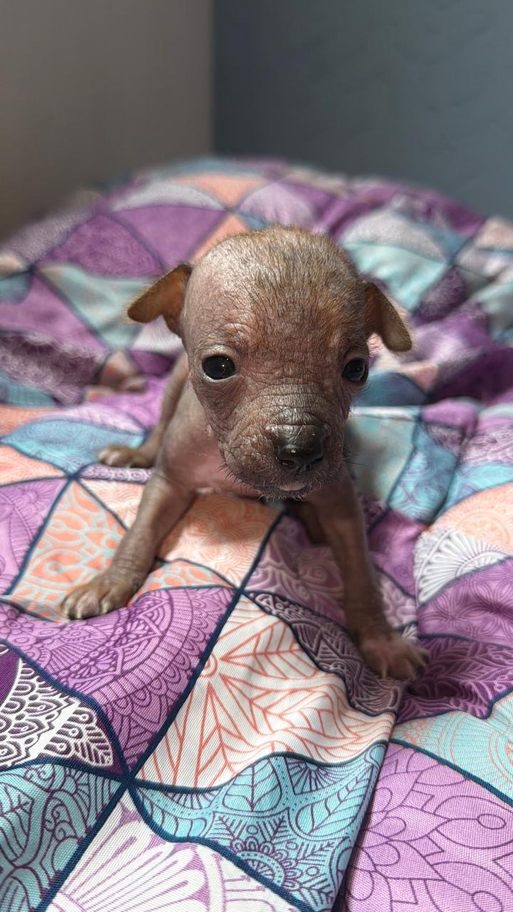 Xoloitzcuintle Puppy