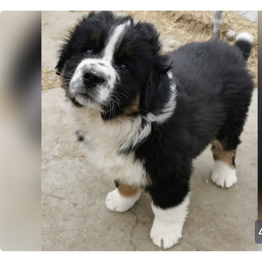 Australian Shepherd & Bernese Mountain Dog mix Puppy