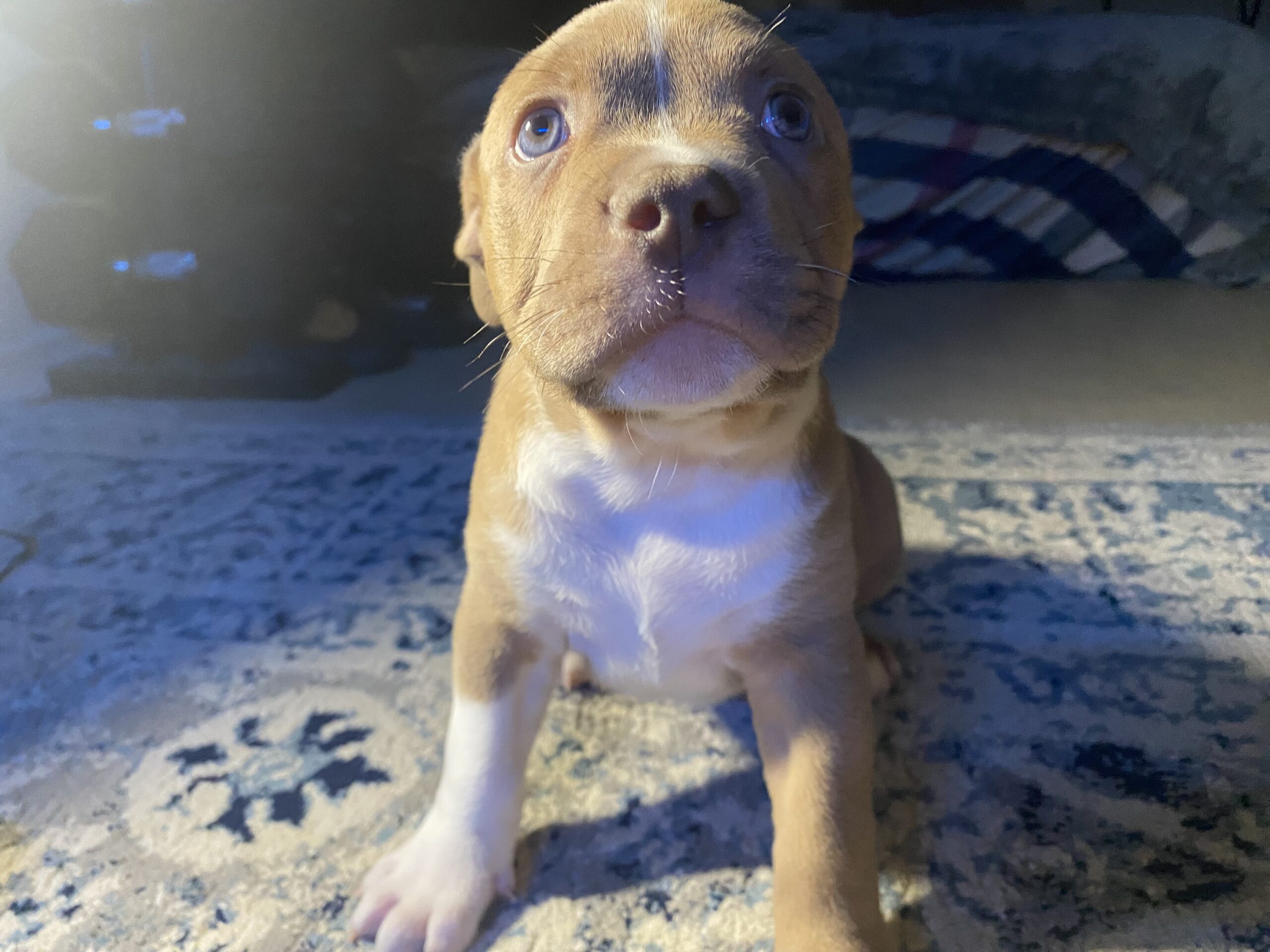 Pocket American bully x pitbull terrier Puppy