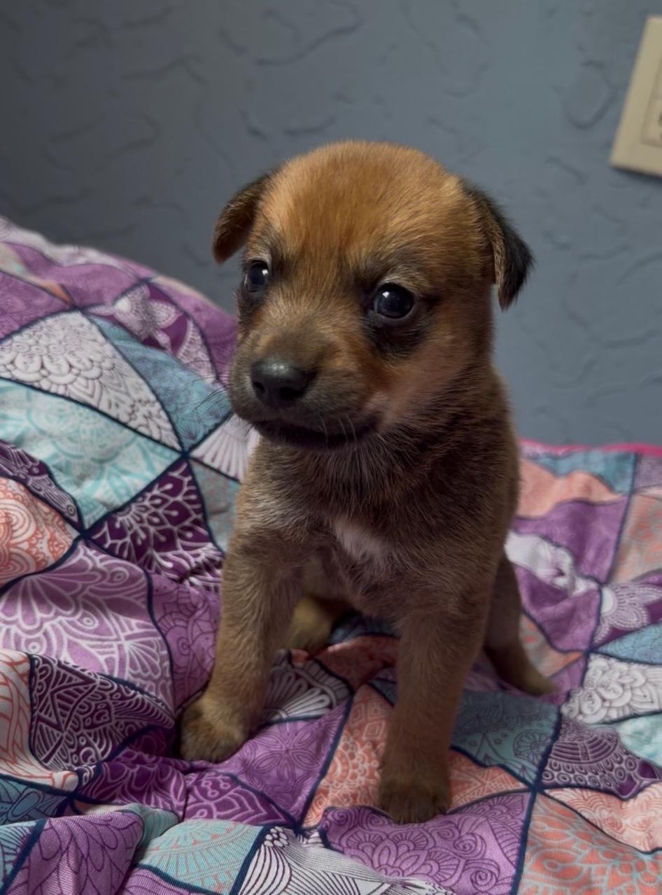 Xoloitzcuintle Puppy