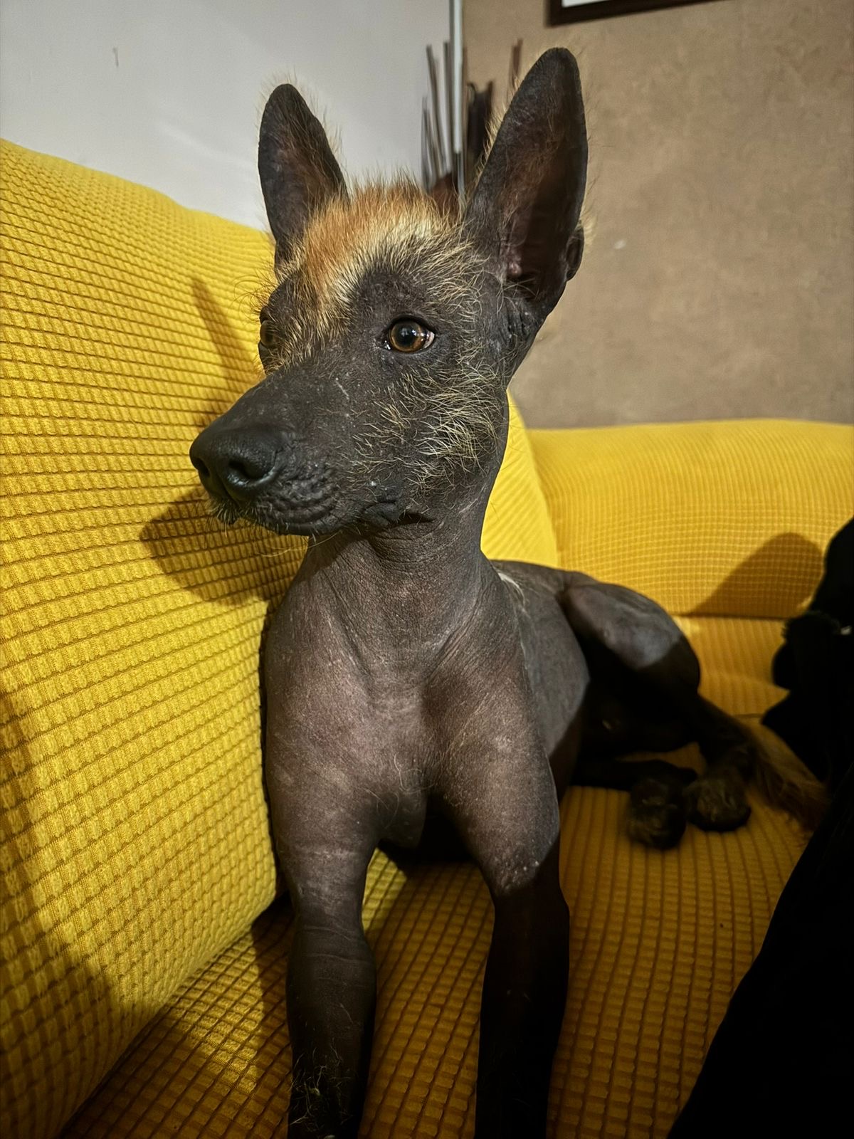 Xoloitzcuintle Puppy
