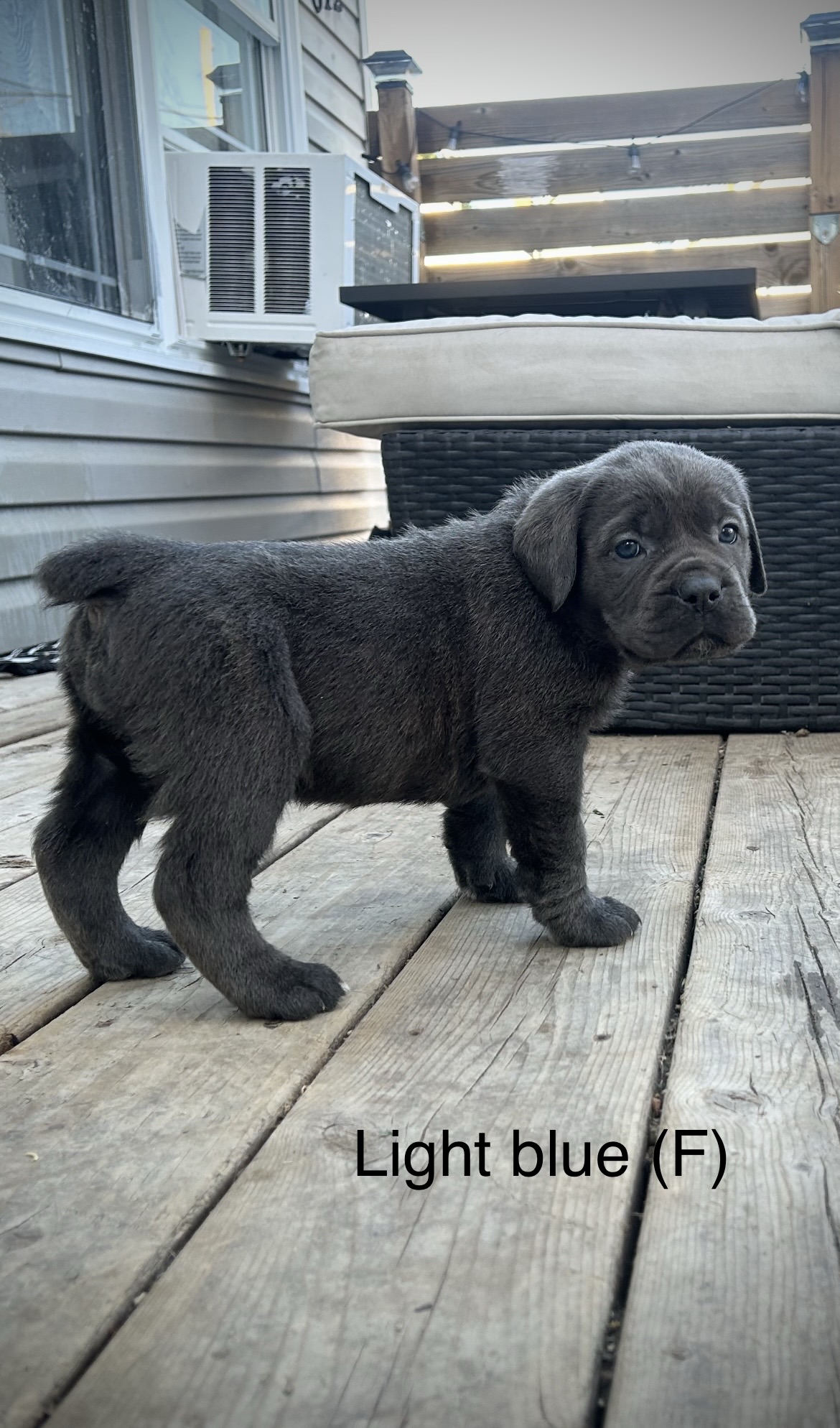 Puppies for sale