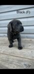Puppies for sale
