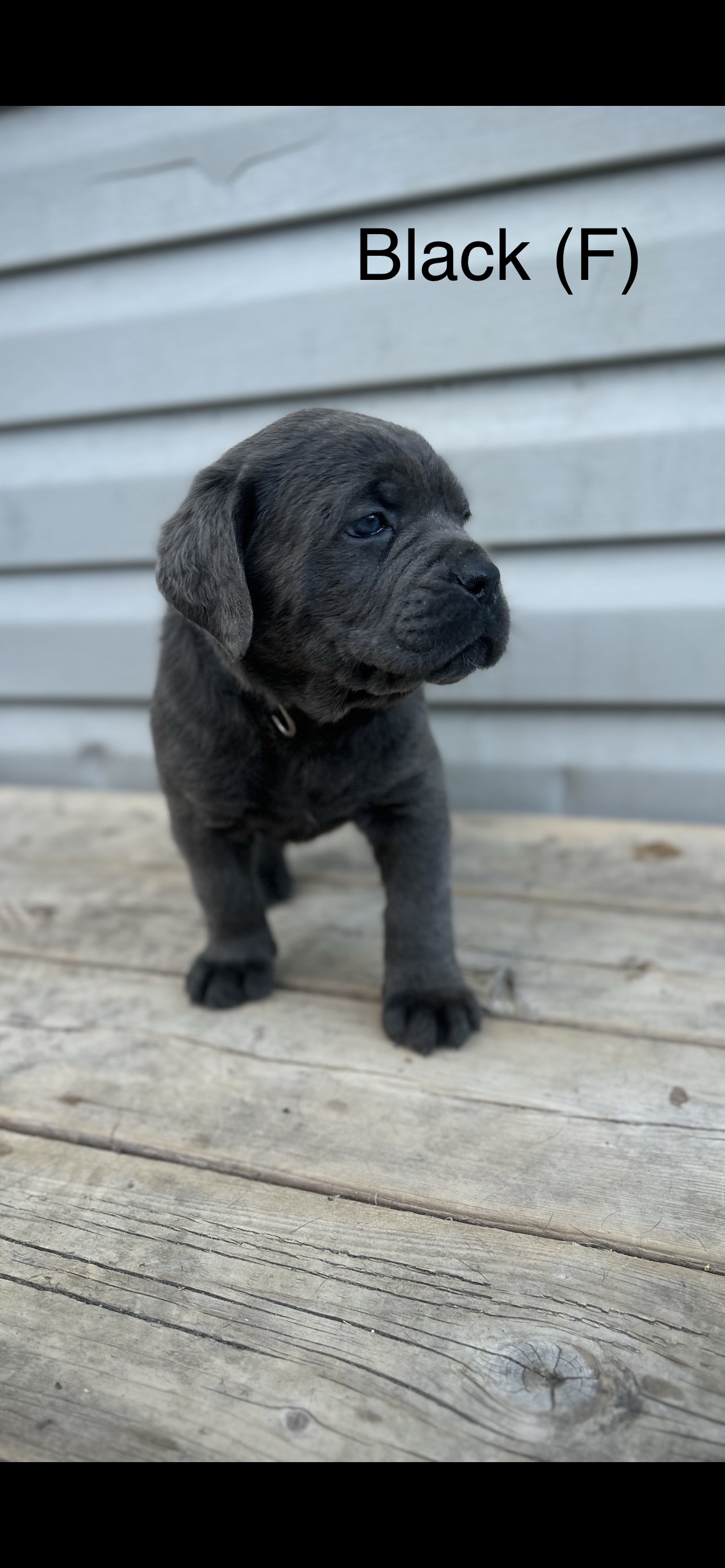 Puppies for sale