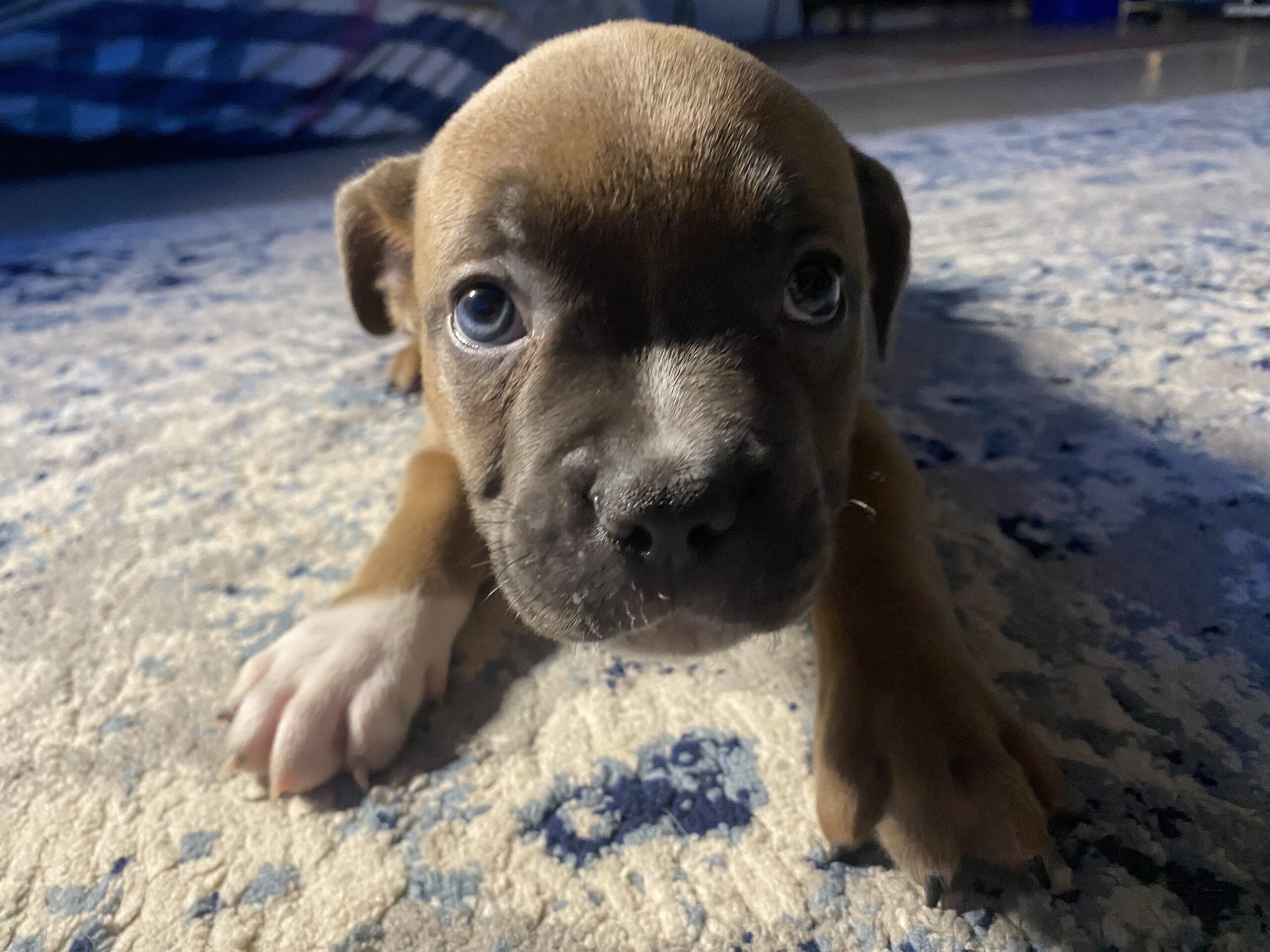 Pocket American bully x pitbull terrier Puppy