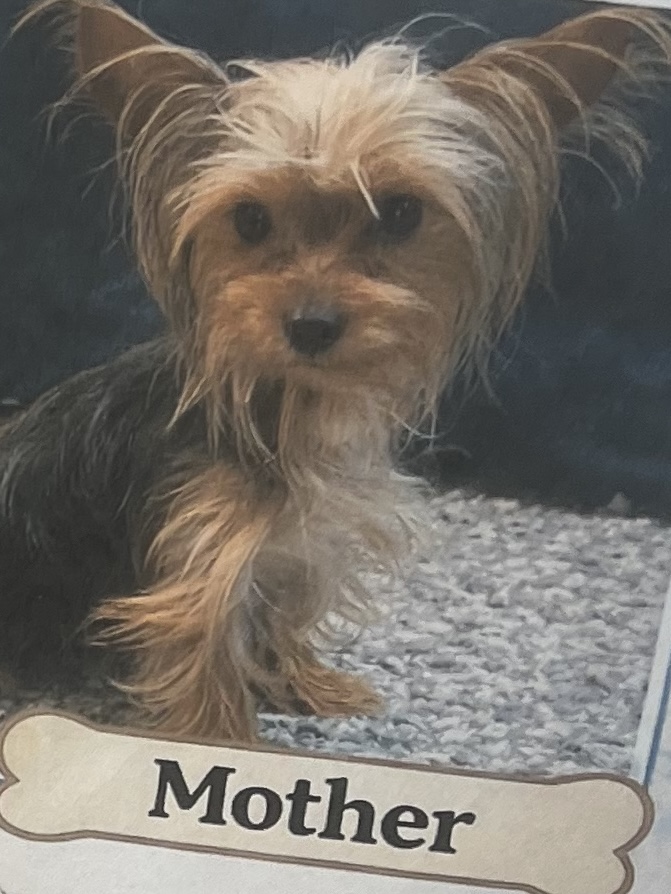 Puppies for sale