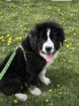 Australian Shepherd & Bernese Mountain Dog mix Puppy