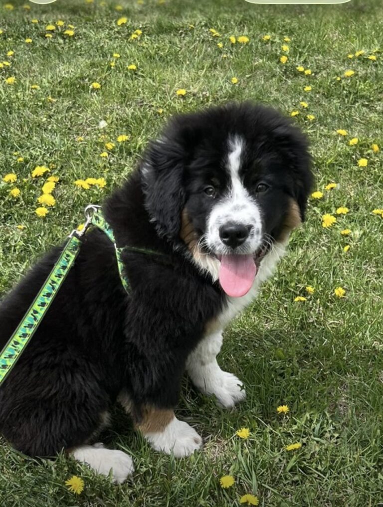 Friendly Aussie Bernese Mix Puppy for adoption (15 Weeks)
