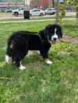 Australian Shepherd & Bernese Mountain Dog mix Puppy