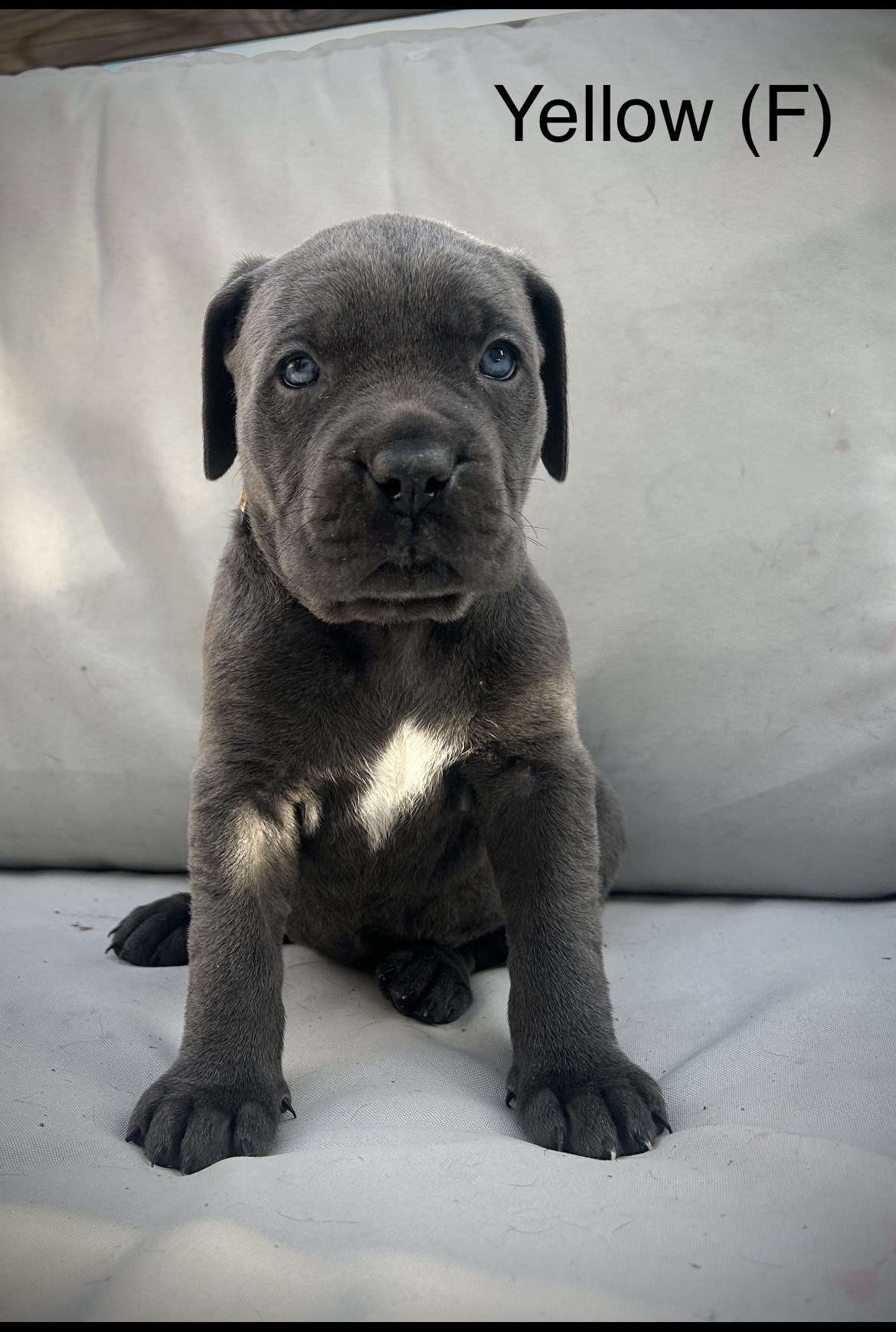 Puppies for sale