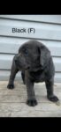 Puppies for sale