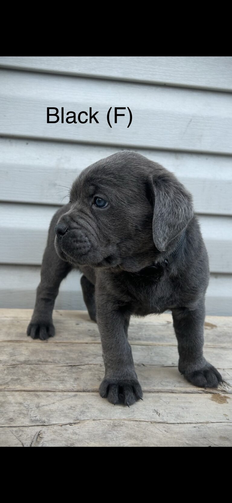 Cane corso puppy’s for sale