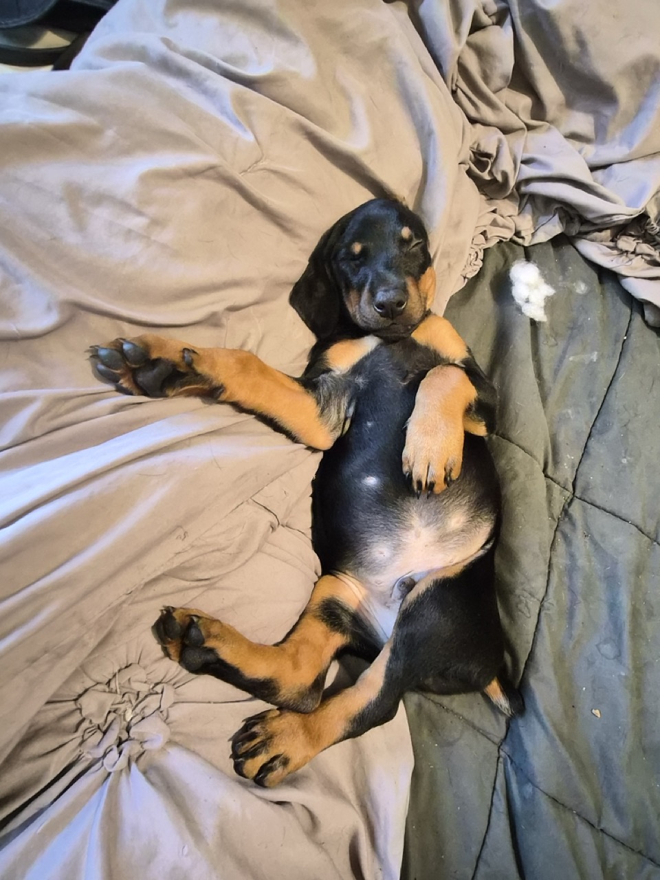 Purebred Doberman Puppies