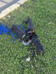 Purebred Doberman Puppies