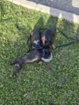 Purebred Doberman Puppies